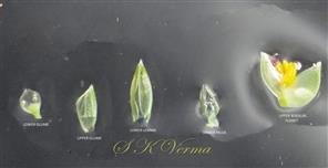  Parts of spikelet